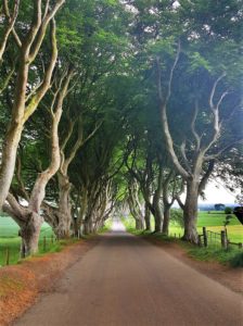 The Dark Hedges